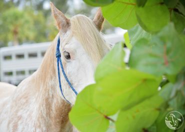 beach horseback rides