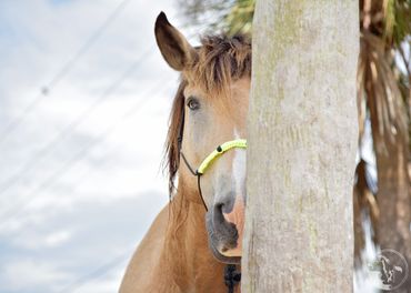 beach horse