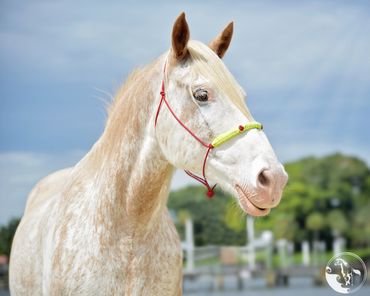florida beach horseback rides