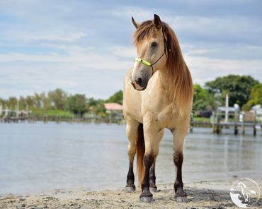 beach horseback riding