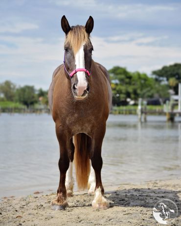florida rescue horses