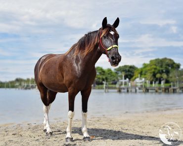 beach horseback riding