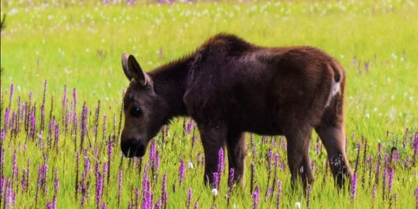 A young moose stands in a field of purple wildflowers.