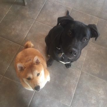 Teddy & Bear waiting for a treat from their dog walker.