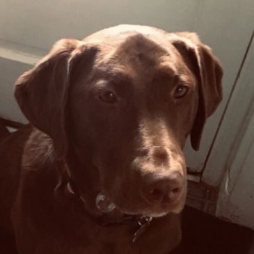 Bailey ready for her walk.