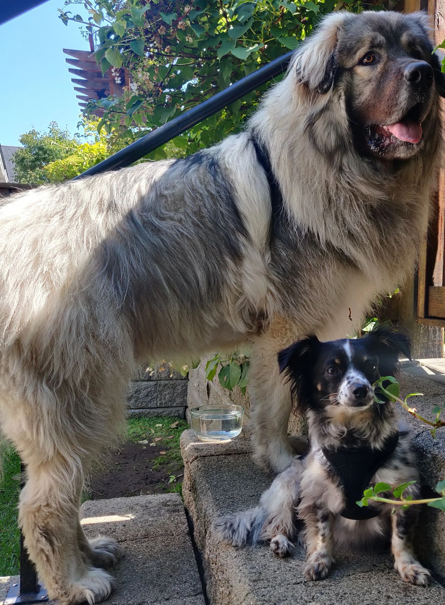 Dog walker, Caucasian mountain dog, Papillon, big dog, small dog, South Surrey, friendly dogs