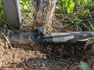 Irrigation pipe laid to close to growing plant