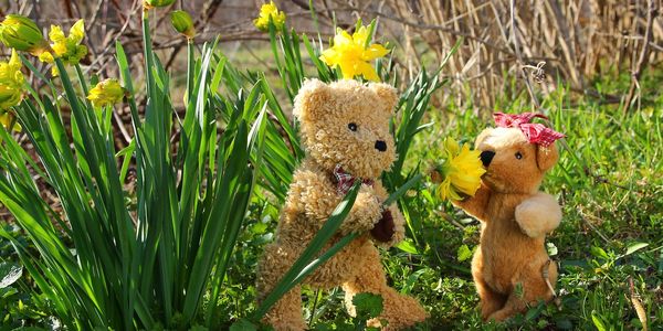 Two teddy bears are out in nature sniffing yellow daffodils.