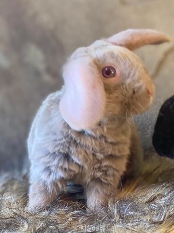 This sweet Dove Buck 
Mom is blue, dad is dove 
$500