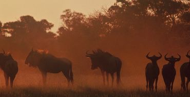 Wildebeest on the dry floodplains of the Okavango Delta