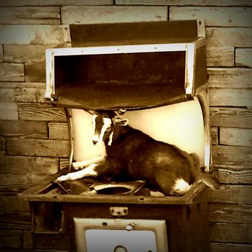 Goat on an old stove