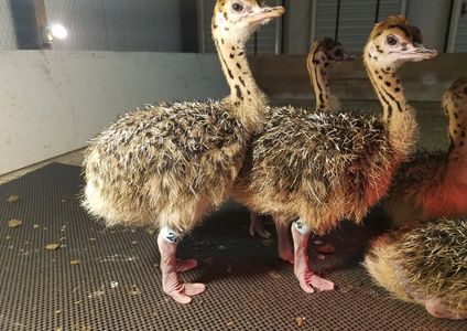 Ostrich chick at Clark Ostrich Farm