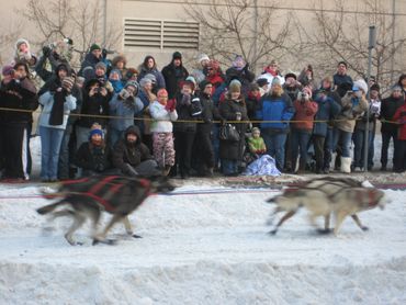 Racing sled dogs