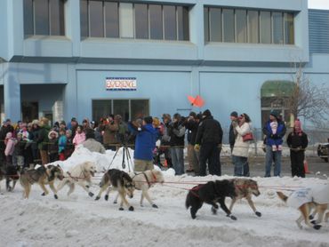 Sled dogs wearing booties to protect their paws