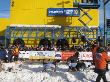 Sled dogs getting ready to race