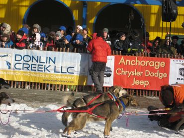 Sled dogs in mushing harnesses