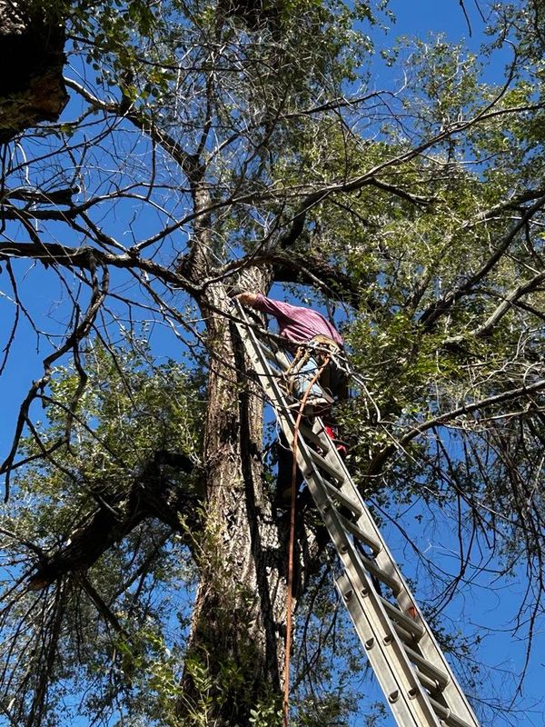 Person climbing a ladder to a tree.