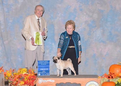 Veteran competitor in all areas of dog training activities.