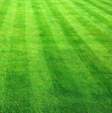 Here is a finely mown lawn. Speak with us today to enhance the appearance of your lawn.
