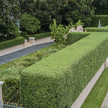 Hedges finely trimmed. They really enhance the look of the property. 