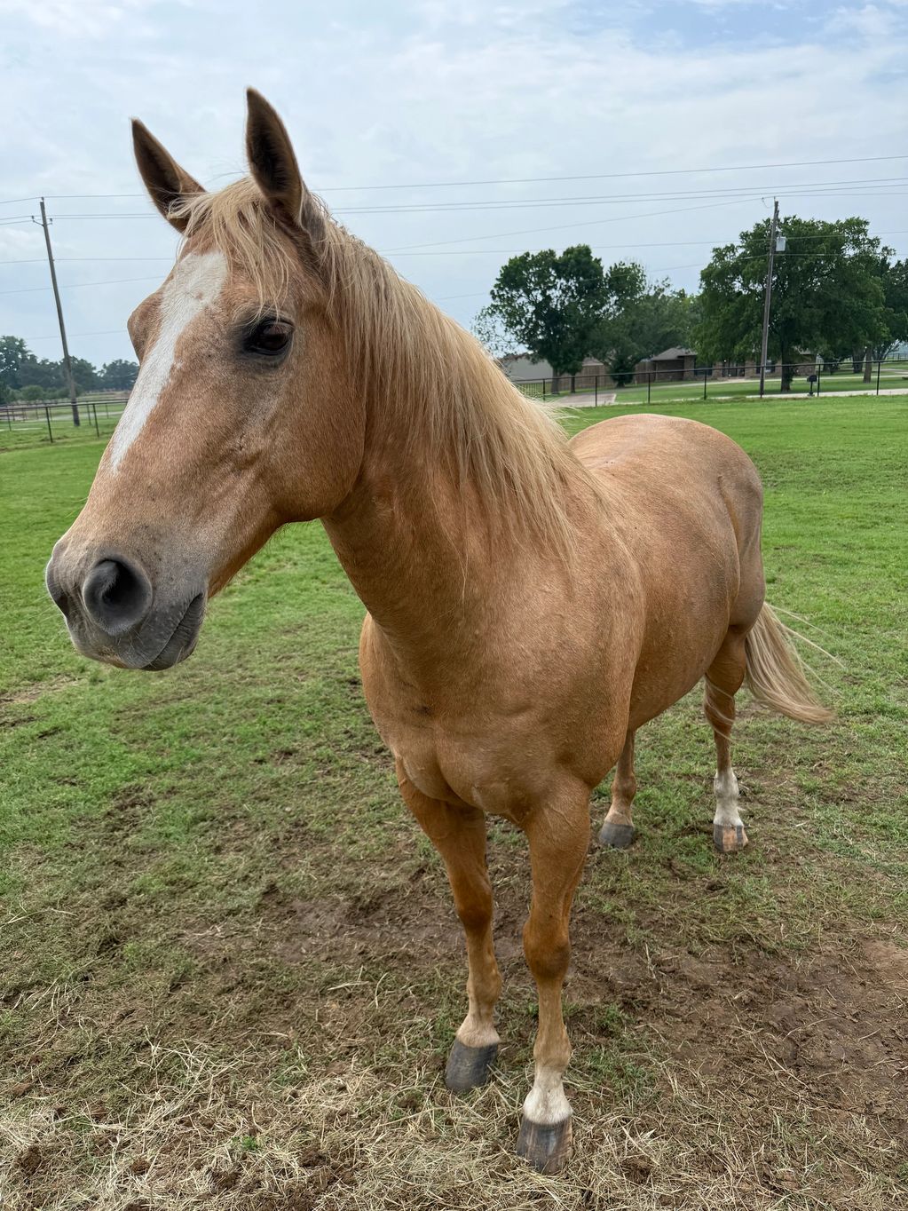 A tan horse in a grassy field.
