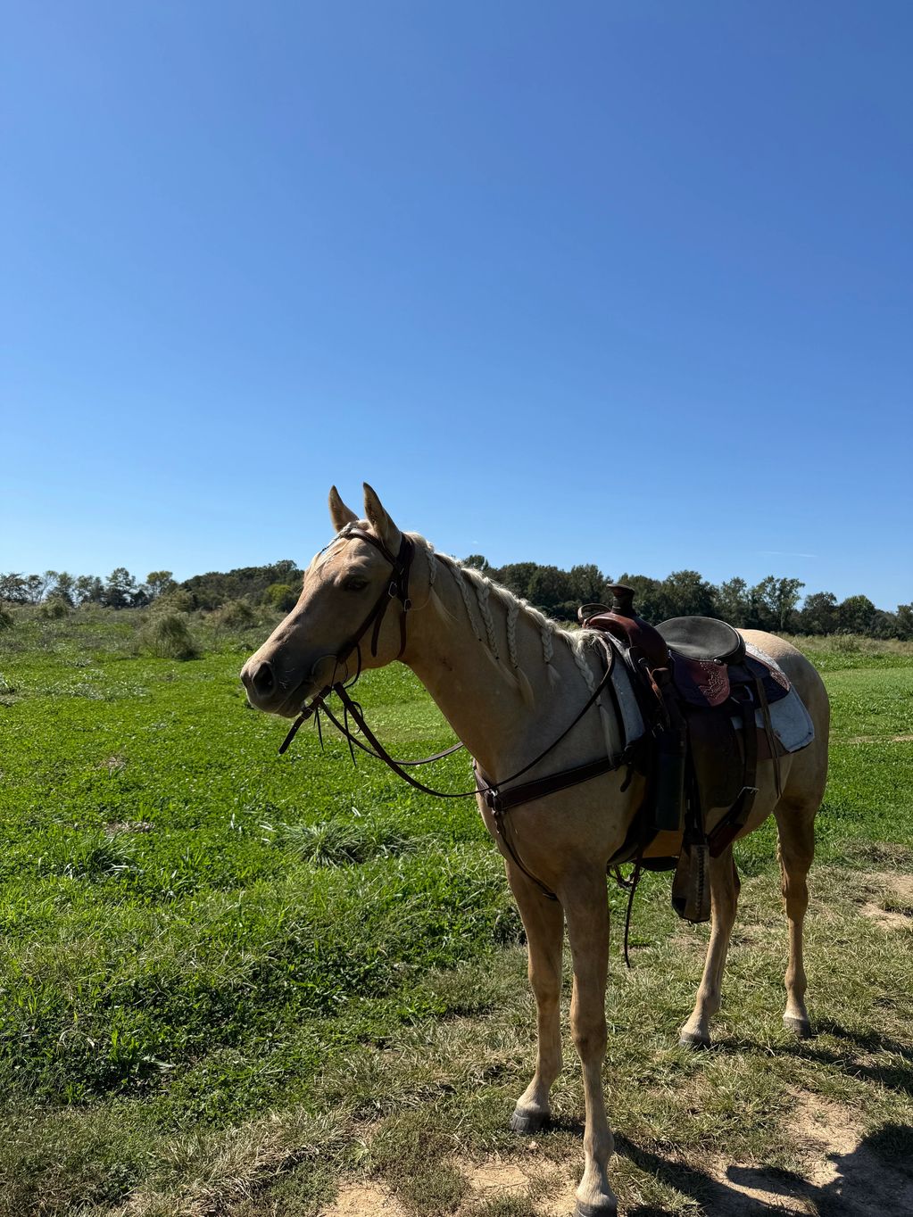 A saddled palomino horse in a grassy field.