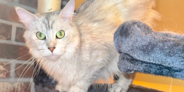 Fluffy cat with green eyes perched on a cat tree inside.