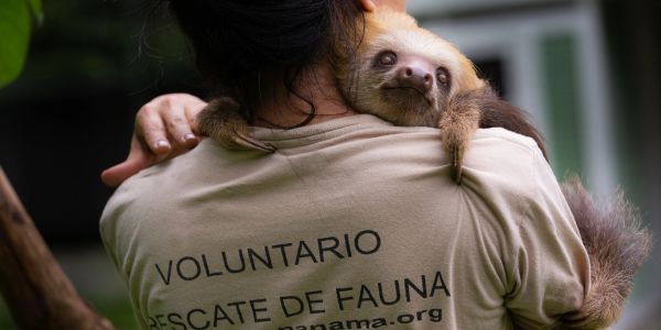 Voluntario sostiene un perezoso en rescate de fauna.