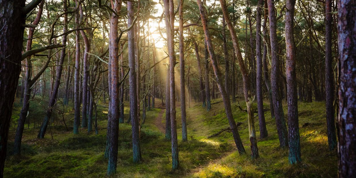 Sunlight filters through tall pine trees in a serene forest path.