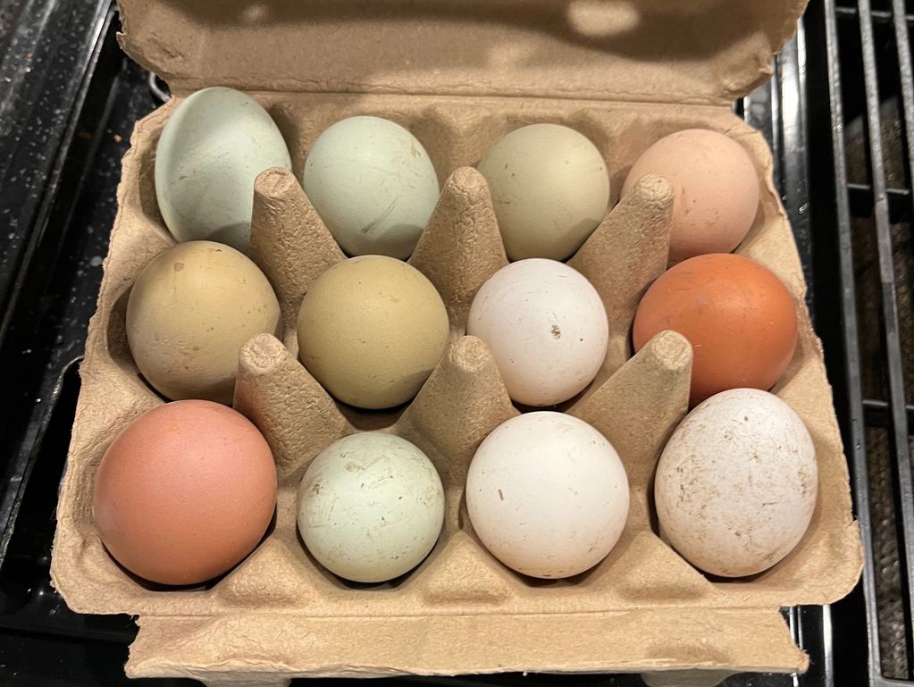 Farm fresh eggs (Rainbow color)