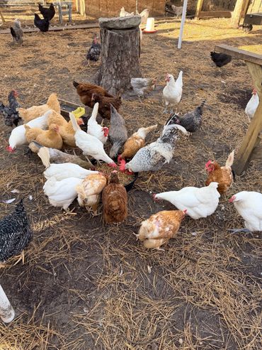 A flock of multicolored chickens eating together on a farm.