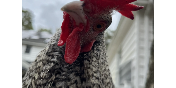 Our famous Pat the Chicken