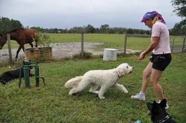 Dog Training on Recall