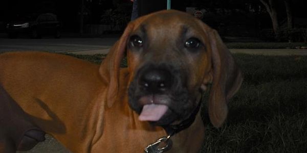 Dog Sticking Tongue out at owner