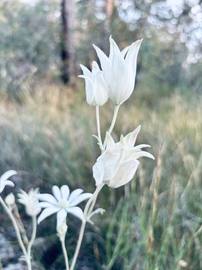 We are the first growers to be awarded  a full licence to grow and sell Flannel Flower seed, flowers
