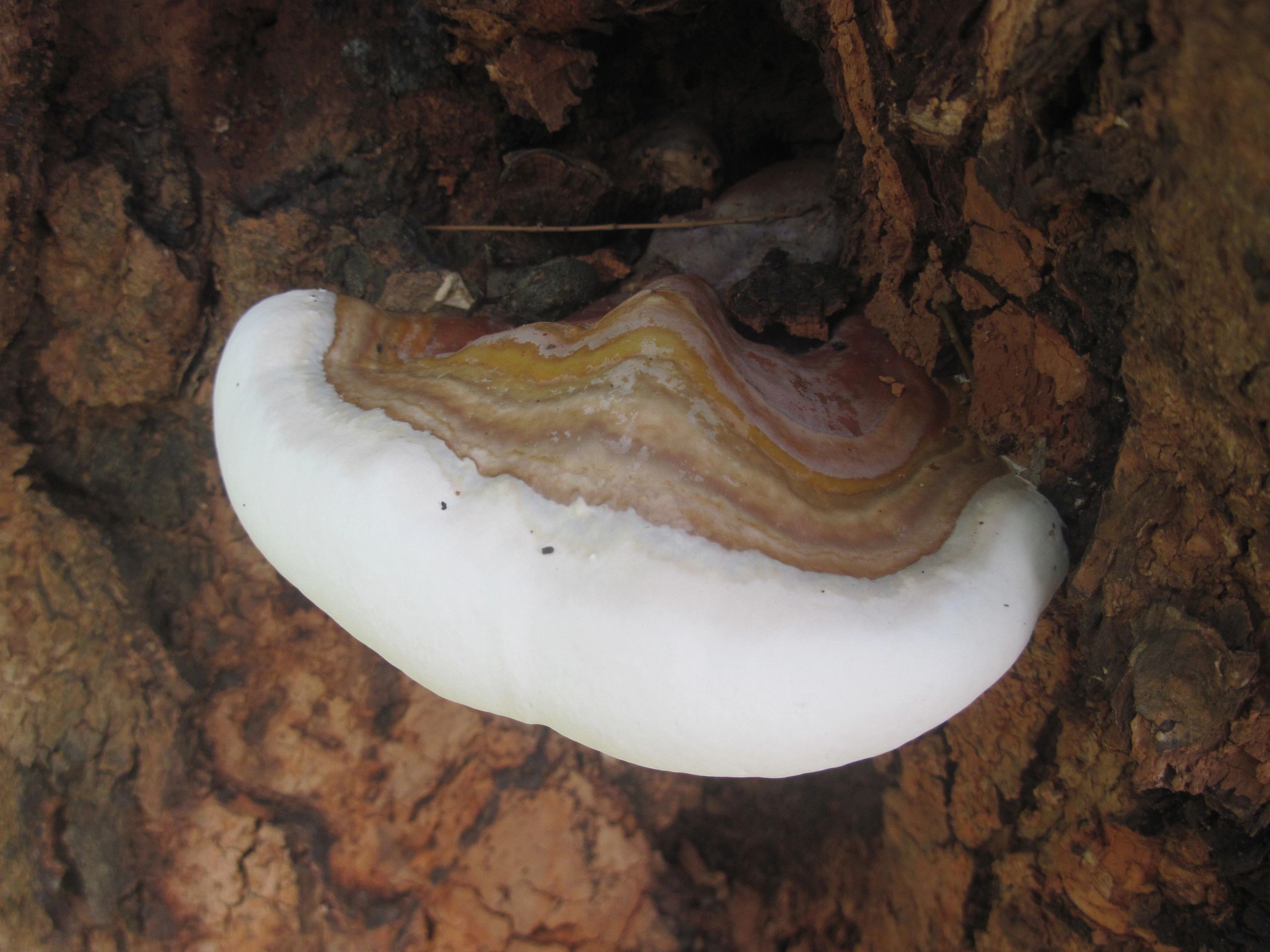 Mushroom Morphology | Indian Mushrooms