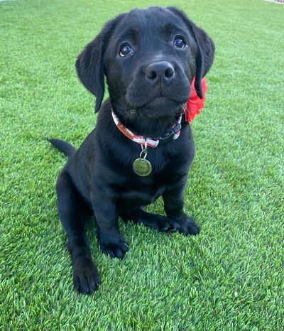 Adorable black Labrador puppy sitting on green grass.