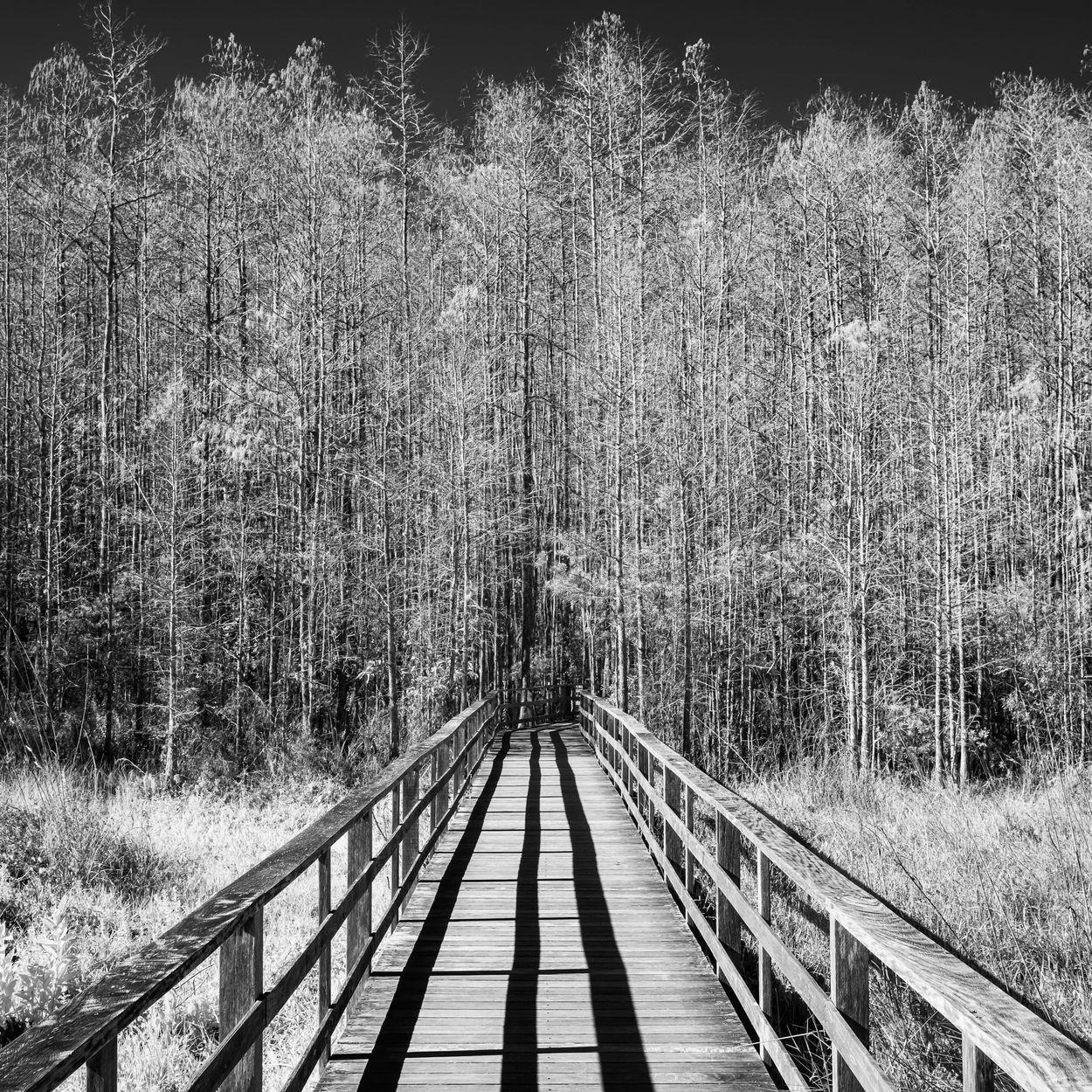Infrared image of the boardwalk at Corkscrew Sanctuary, Naples, Florida.