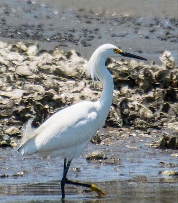 Snowy egret