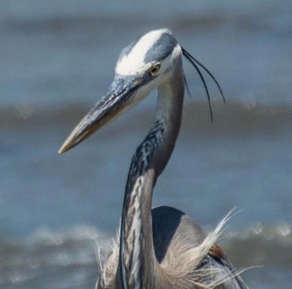 Great blue heron in the pluff mud