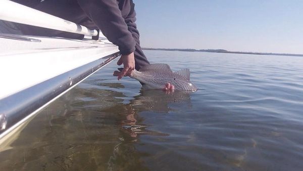 Released redfish