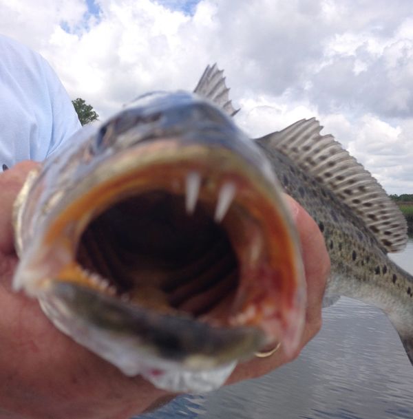 Sea trout