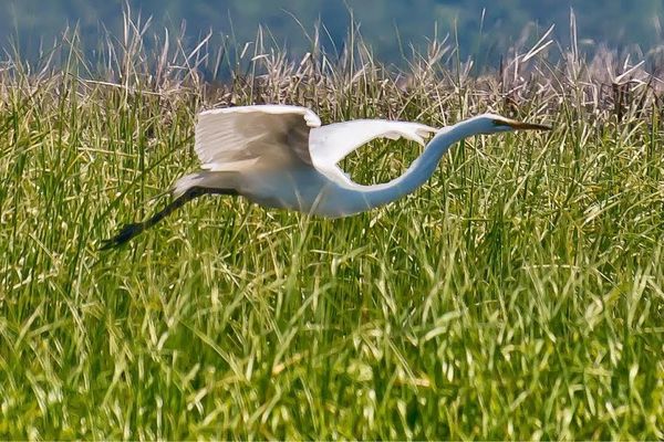 Egret in the marsh