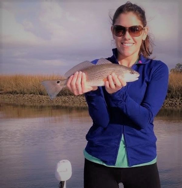 Red drum by oyster bank