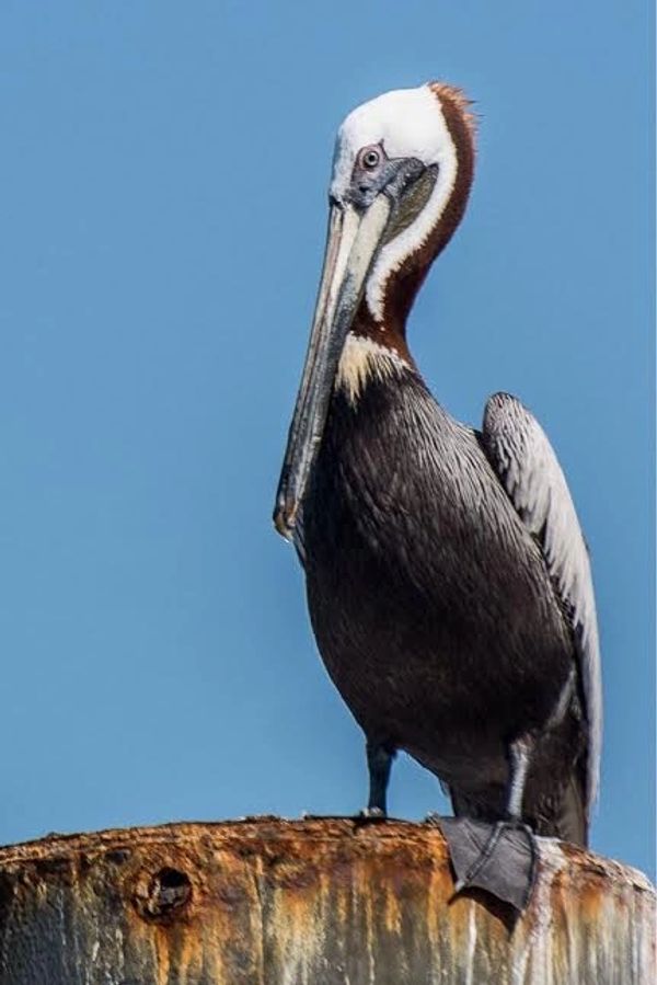Pelican