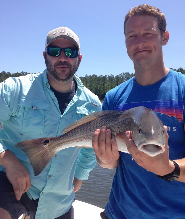 Red drum caught using live bait on the wando river