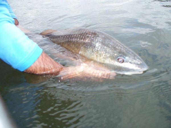 Catch and release