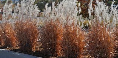ornamental grasses, Johnson Landscape, Kearney Nebraska, Grand Island Nebraska