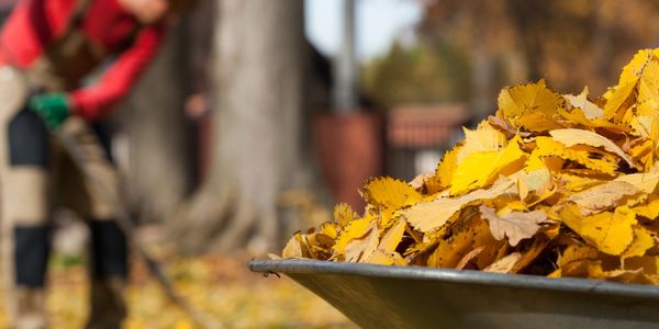 leaf removal, fall clean up, raking