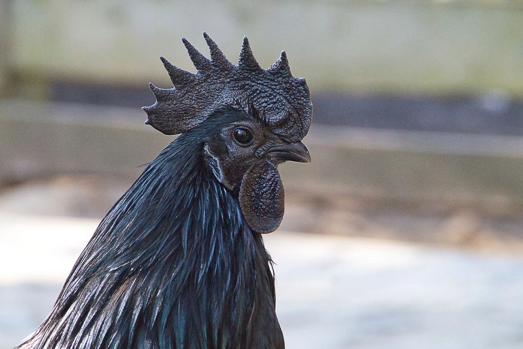 ayam cenami